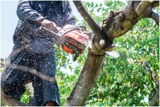 tree services Owen